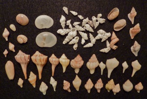 schelpen van het strand | Sanibel Island